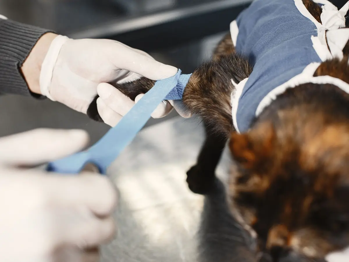 A veterinary team bandages a cat's leg during treatment