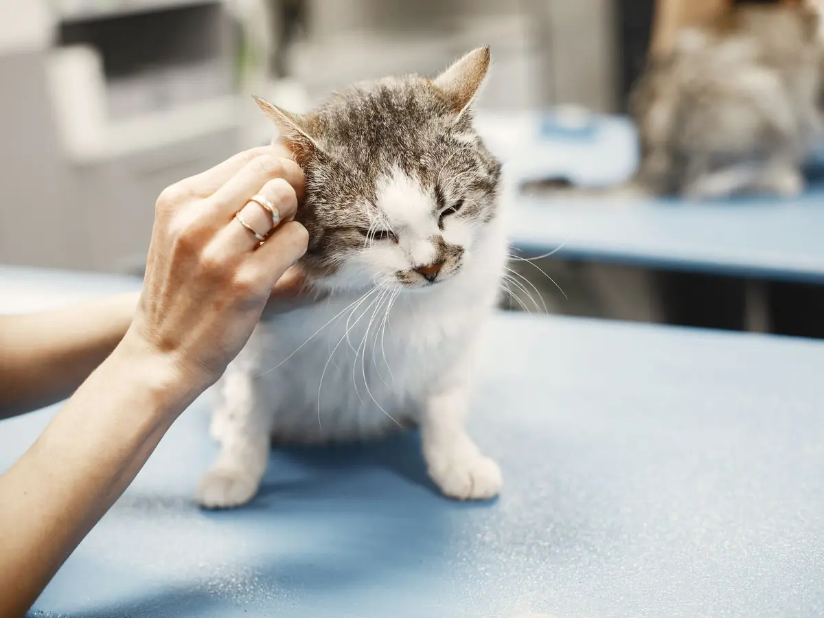 A gloved hand gently examines a tabby-and-white cat on an exam table