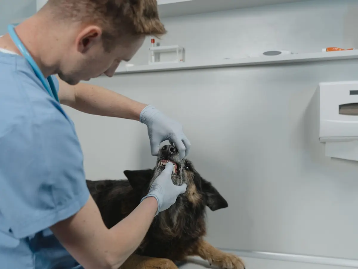 A veterinarian in blue scrubs examines a German shepherd's mouth